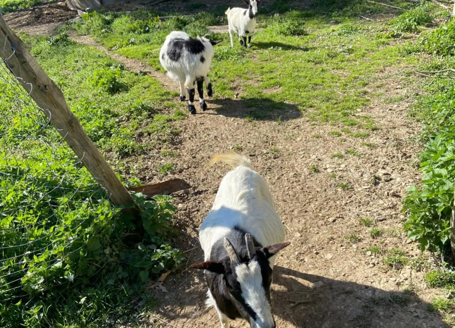 ゲストハウス ホテル La Bastide D'Albignac Le Dourn